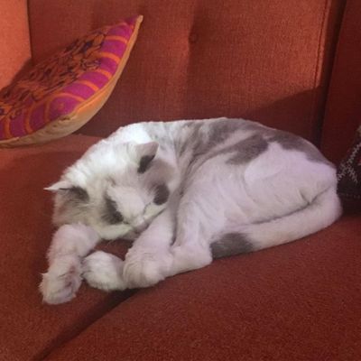 Фото породы Тонкинская кошка (Токинез)