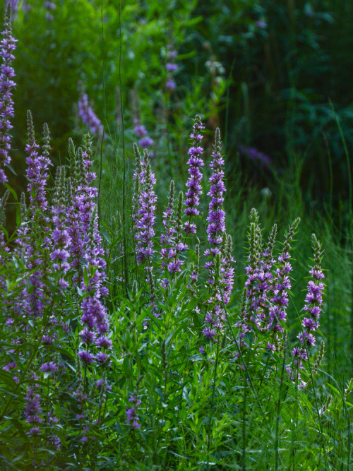 Bunch of purple loosestrife around the rivers