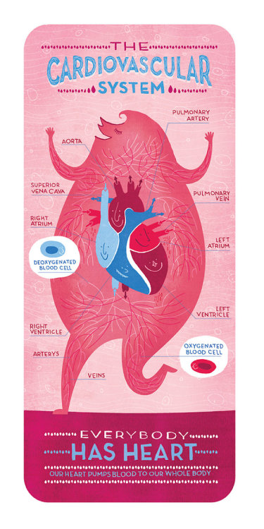medicalstate:  The Body Systems by Rachel Ignotofsky. Beautifully illustrated representations of five of our body systems. They are what keeps us moving, thinking, eating, breathing, living. 
