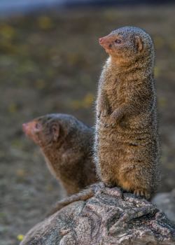 sdzoo:  Watch out, meerkats! Another small carnivore is trying to steal the spotlight. #MongooseMonday (photos by Craig Chaddock) 