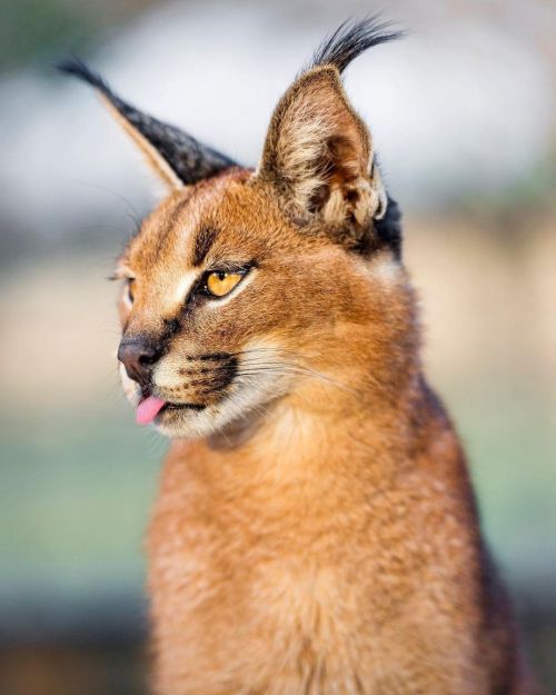 amnhnyc:Happy Caturday!Meet the caracal (Caracal caracal). Some scientists think that the cat twitch