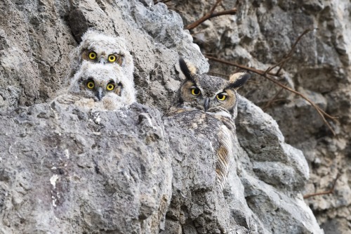 americasgreatoutdoors:The hills have eyes. Or more specifically, they have great horned owlets! High
