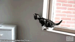 gifsboom:  Video: Cat Jumping Fails Compilation [parte 1]