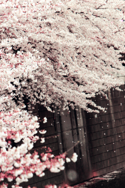 milkpeu:   Sakura Falling (by mrhayata) 