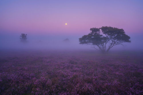 landscape-photo-graphy:A Purple Dream in August in the NetherlandsDutch photographer Albert Dros exp