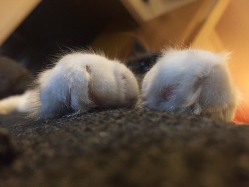 iamemmao: Tonight features Marv paws.