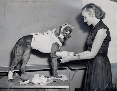 1951: Air raid precautions for pets Source