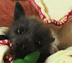 ~ ~ Bat, Possum, And Fox Stimboard ~ ~