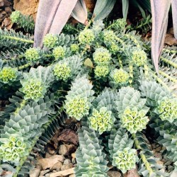 flora-file:#euphorbia at the #ruthbancroftgarden #succulent #garden