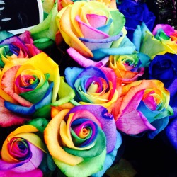 you-are-the-0cean:  I found gay roses!!!