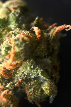 weed-took-me-to-amsterdam:  Amnesia Haze Sativa Funky Munkey Coffee shop 