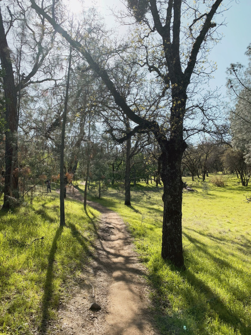 Springtime in Gold Country is just gorgeous. Bright green grass everywhere, oak trees starting to tu