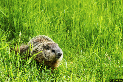 Une jeune marmotte (pour changer des ratons laveurs ;-) A young marmot (if you&rsquo;re fed up w