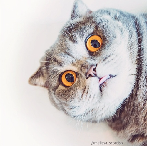 catsbeaversandducks:  Her Name Is Melissa  Melissa has seen things. Terrible things. Photos by ©Melissa Einstein 