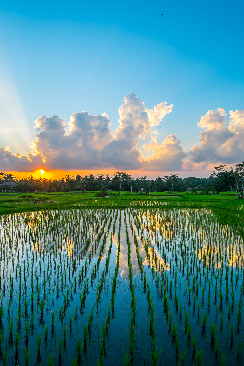 with my rangefinder - amazing sunset / ubud Bali, Indonesia 2015