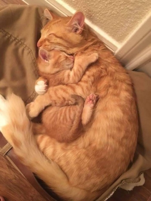 cutenessradar: Hugs are Nice Look at those two not only they are 100% identical both mom and kitten,