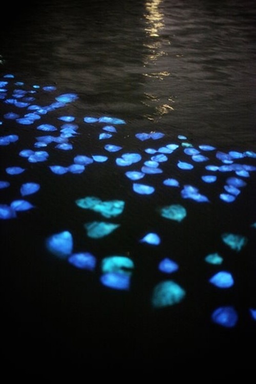  Miya Ando - Obon Miya traveled to Puerto Rico where she floated 1000 resin and (non-toxic) phosphorescence-coated leaves in a small pond. During the day the phosphorescence collected and absorbed energy from sunlight, giving them a soft, blue glow