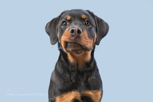 animal-photographies:Schiefmäulchen