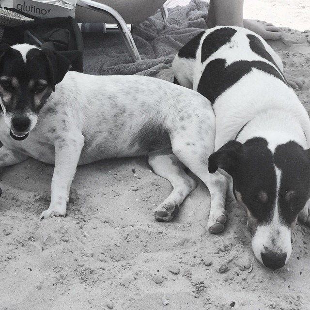 My pups! Loving the beach! 👙🐶🐾🌊