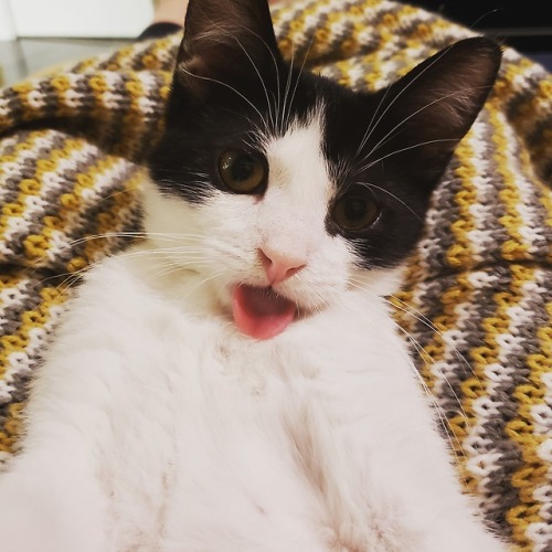 cutecornflakes:  Big blep