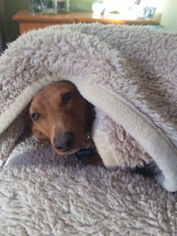 biggiethedachshund:  How dare you disturb