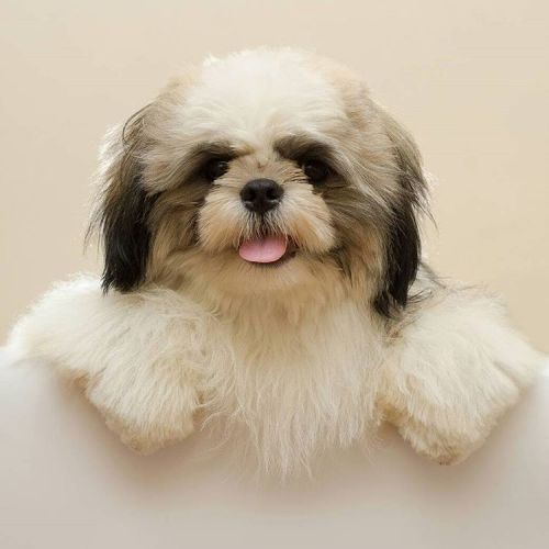 Sex #dogs #cute #fluffy #mop #dog #shihtzusofinstagram pictures