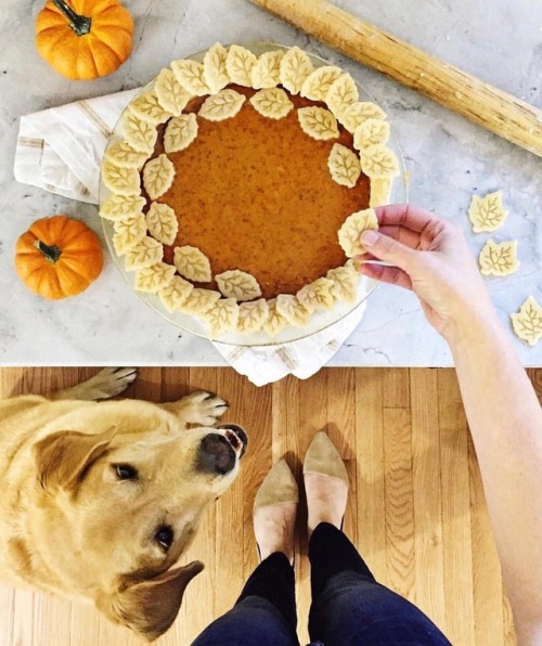 oldfarmhouse:“Murphy’s got his eye on a pumpkin pie(via #theyellownote)