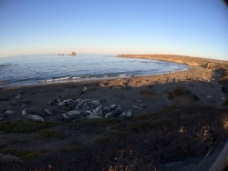 Thousands of stinky and noisy Elephant Seals.