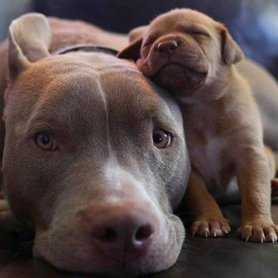 awwww-cute:  Look at that face. The joys of being a parent (Source: http://ift.tt/1STkV06)