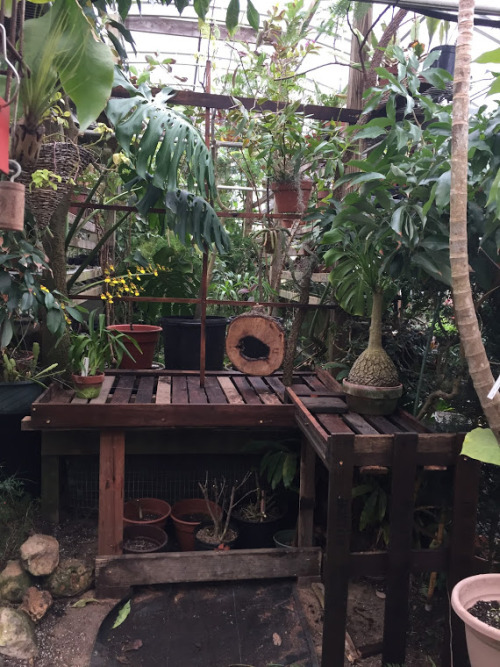 Greenhouse Day @ Sacred Gardens featuring a newly handcrafted wood pallet bench and elevated fruit t