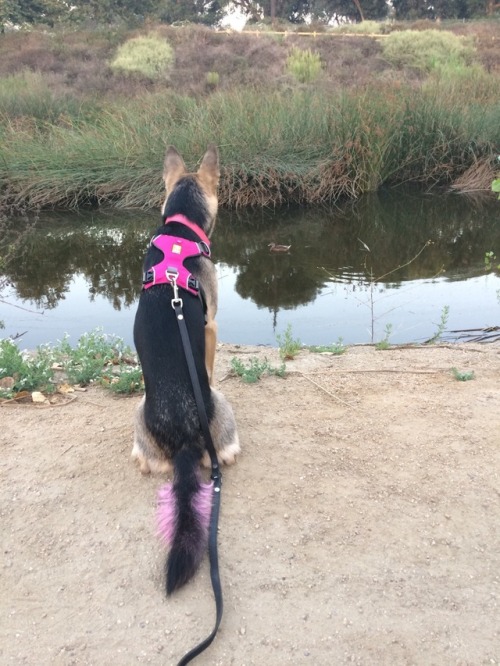 Breaking in her new Ruffwear harness!