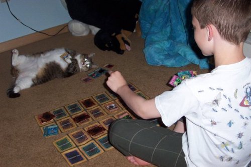 dorkly:  Cat Plays Yugioh  OMFG!!
