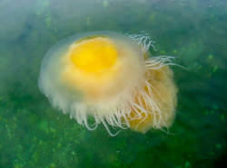 pretzeljesus:  Phacellophora camtschatica (also known as the fried egg jellyfish)  egg