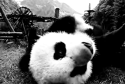 Panda's Love