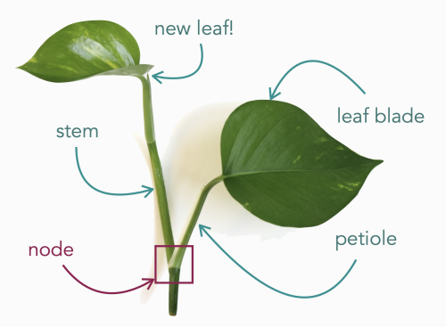 megansplants: A helpful diagram for anyone who has trouble identifying houseplant anatomy :) 