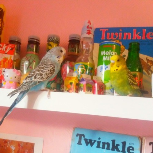 pretty-things:when bird pals are aesthetic ™