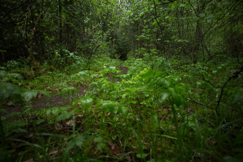 lobo-de-luna:  A good rainy day for a hike. 5-13-15