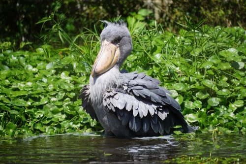 cuteanimals-only:Shoebill bath time!Front-heavy bird falls face first.