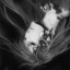 phos-of-kosm