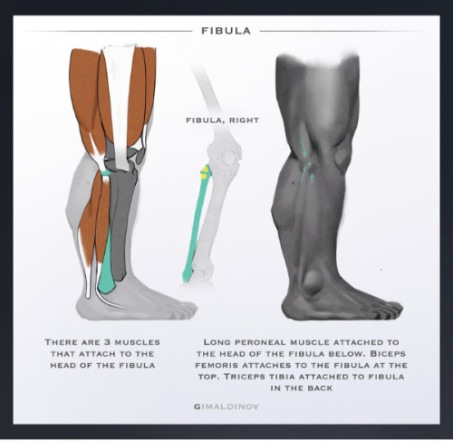 drawingden:Leg Anatomy Tips by Arthur Gimaldinov