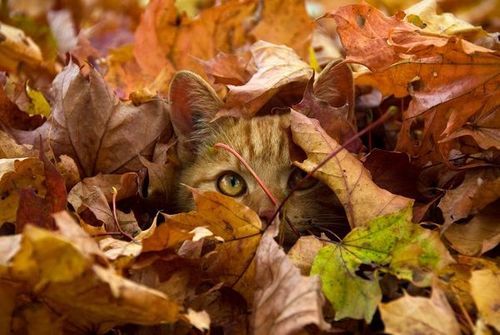 damnloveyabro:  Kitty on We Heart It - http://weheartit.com/entry/77720508 