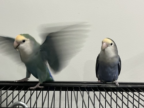 peachfaced lovebirds