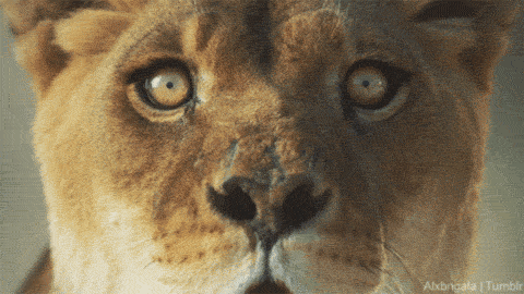 alxbngala:Stare into the eyes… of the CATS! [Big Cat Week :30 Launch ]