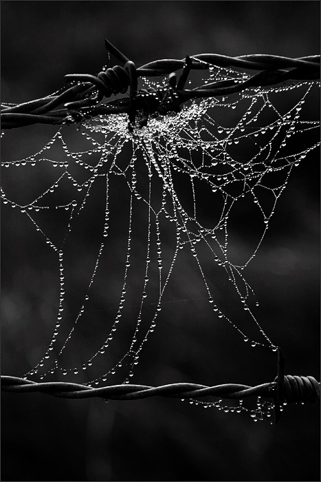 artizan3:  pearls_by_kiora