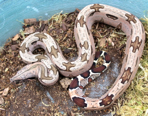 Finally took some photos of the newest kid to join the family! This lovely little pink boy was produ