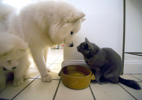 Standoff at the Water Bowl (by dogerino)