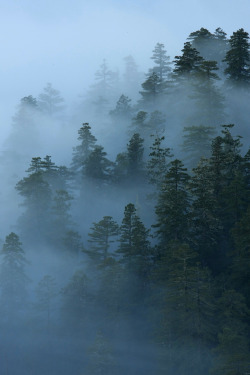 h4ilstorm:  Foggy Redwood Forest (by Takeshi Sugimoto)