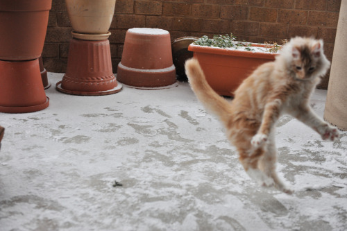 tastefullyoffensive:Jonesy the Cat’s First Time Playing in SnowPhotos by Elizabeth V. BourasWow, tha