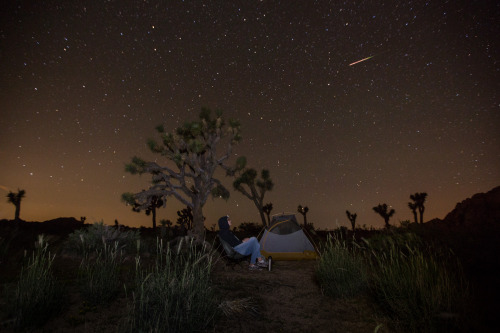 JOSHUA TREE NATIONAL PARK: Perseid Meteor ShowerThis is a legitimate photo from early this morning. 