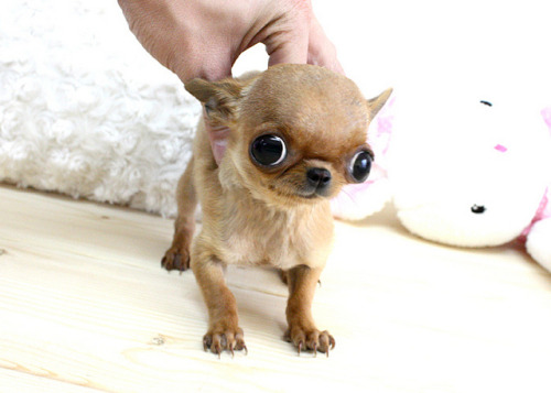 jewce: perfectdogs: Do you want a tiny or healthy dog? You might all have heard about teacups and th